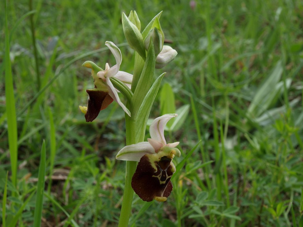 Ibrido Ophrys fuciflora x  Ophrys apifera ?